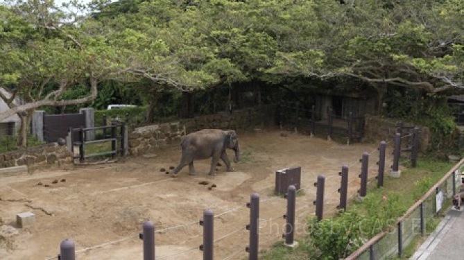 インドゾウ／「沖縄こどもの国」