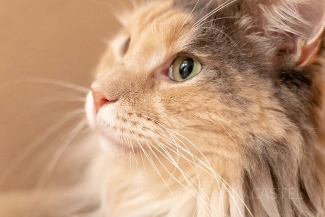 猫たちの撮影も楽しめます（※フラッシュ禁止）