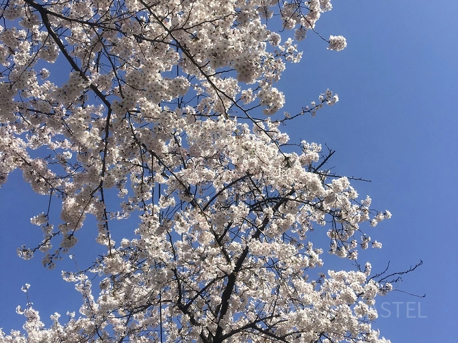 東莱温泉川桜祭り