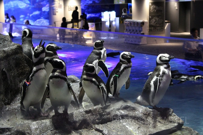 すみだ水族館のペンギン