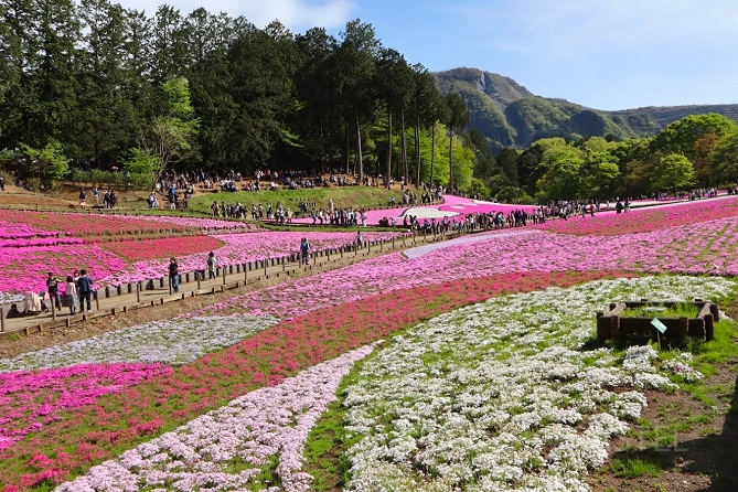 羊山公園「芝桜の丘」