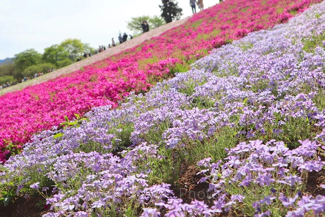 秩父芝桜の丘
