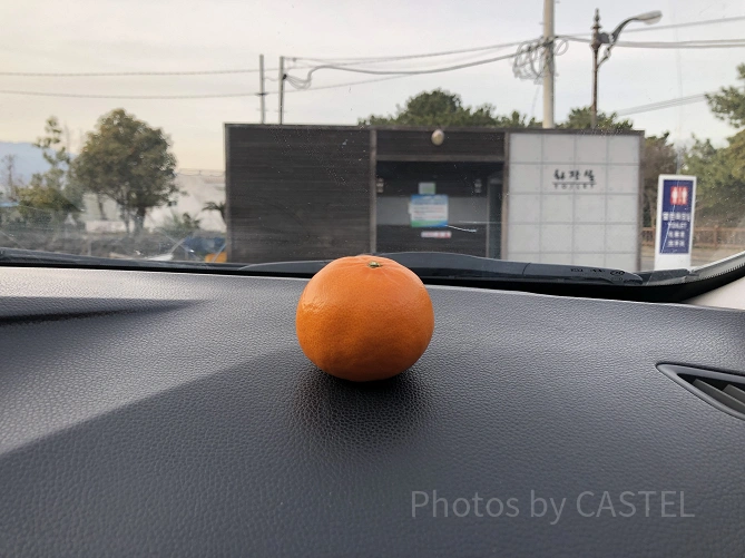 チェジュ島の名産みかん