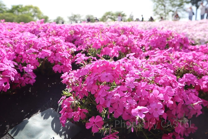 秩父「芝桜の丘」の芝桜