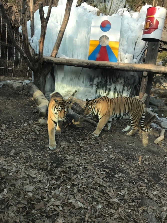 ズートピアエリア