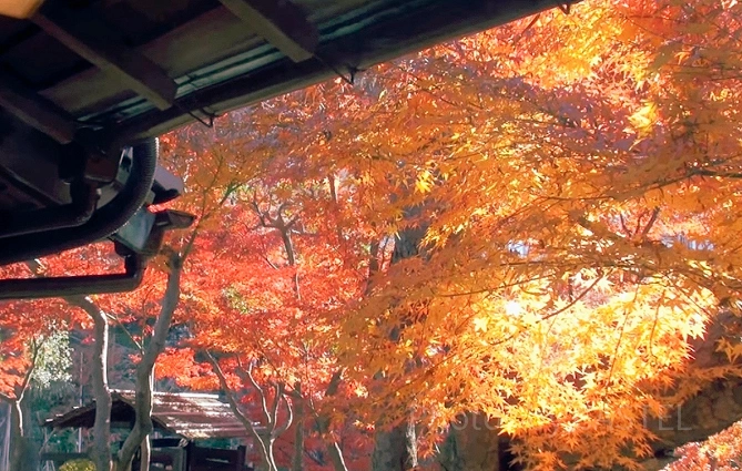 朝倉家の歴史