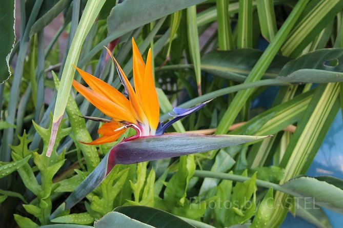 ハワイでよく見る花のひとつ、ストレリチア
