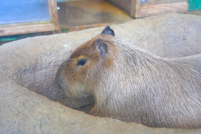 えのすいのカピバラ