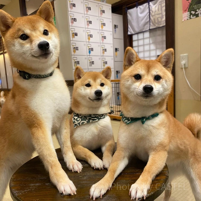 豆柴カフェ原宿　柴犬　3匹