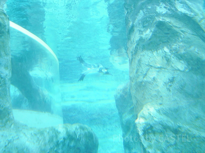 北の大地の水族館