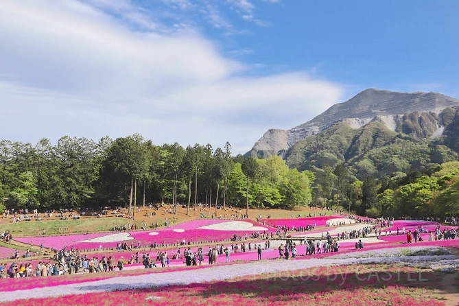 秩父羊山公園の「芝桜の丘」
