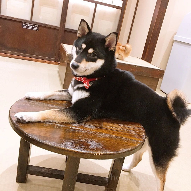 豆柴カフェ原宿　黒柴犬