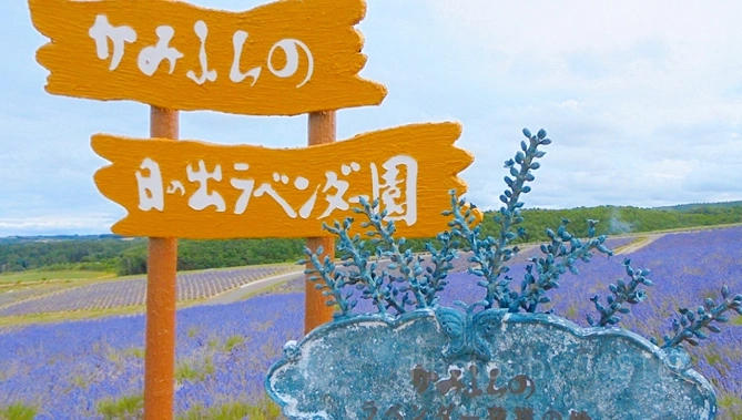 日の出ラベンダー園