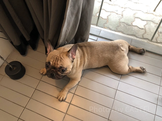 カフェの看板犬「Mr.Bean」