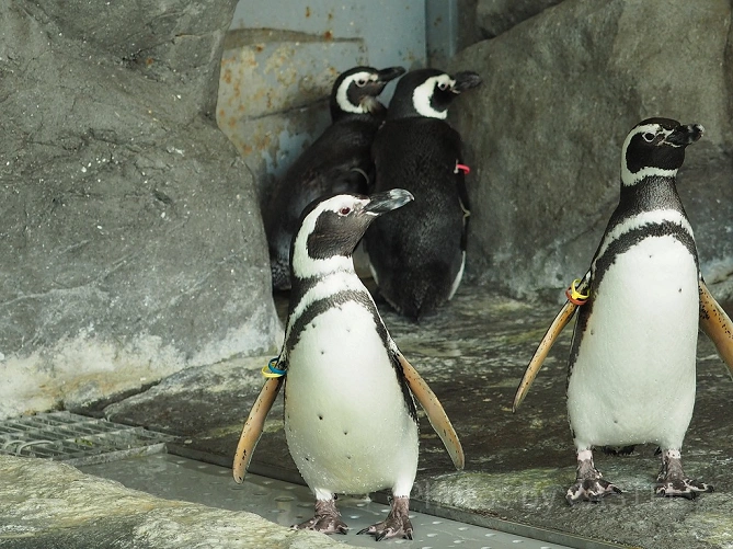 しながわ水族館のペンギン達