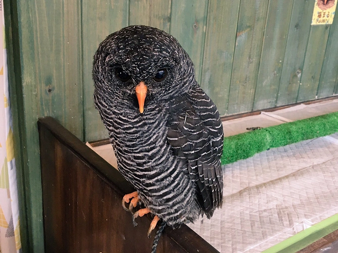 【原宿】大人気のフクロウカフェ4選！触れ合いのルールやフクロウの癒しの魅力をご紹介♪