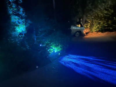 禁じられた森の雰囲気に