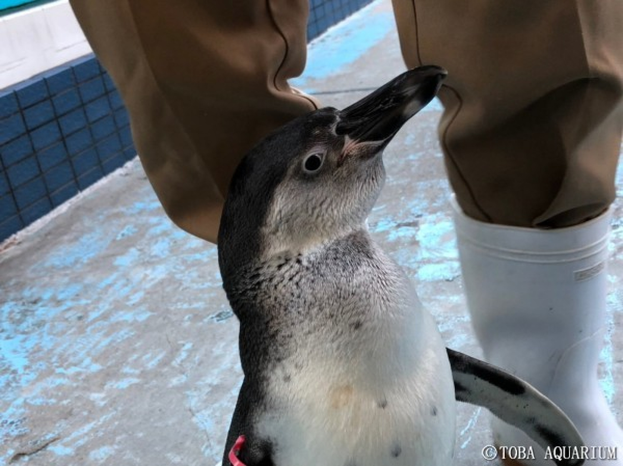 飼育員に懐くペンギン キャステル Castel ディズニー情報