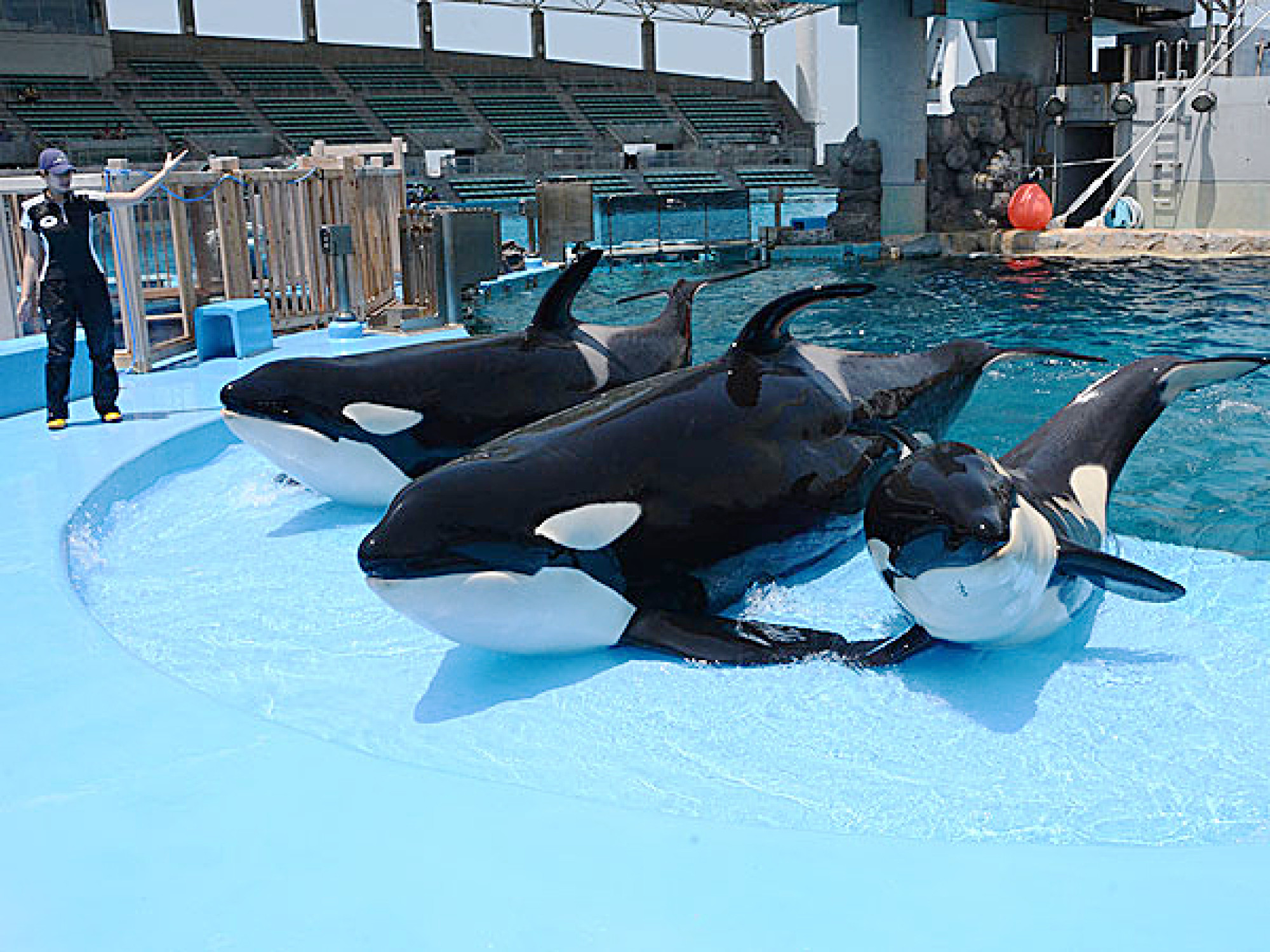 名古屋港水族館のシャチ キャステル Castel ディズニー情報