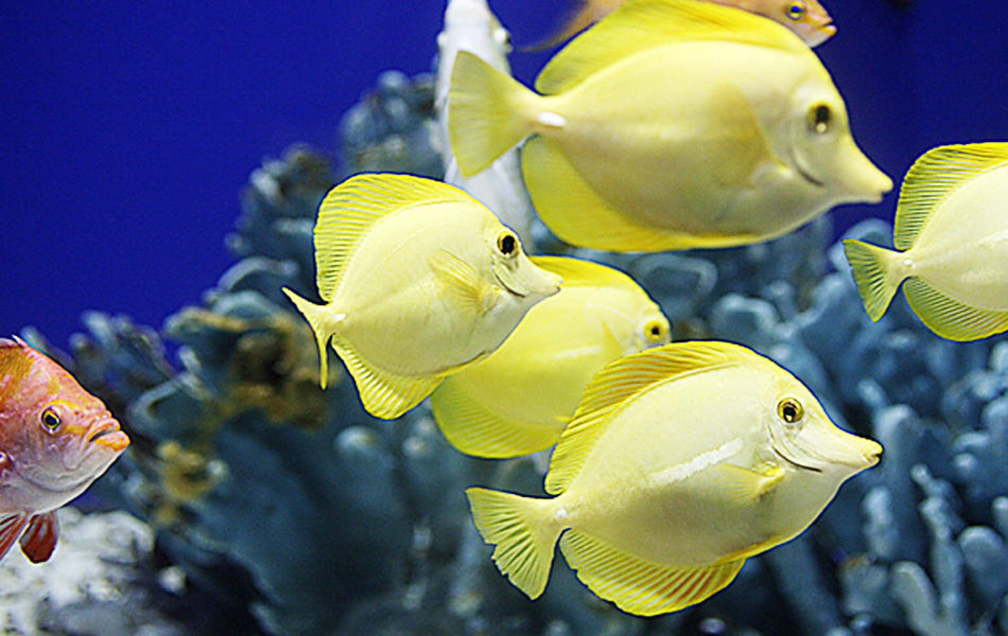 海遊館内にいる熱帯魚も見どころの1つ キャステル Castel ディズニー情報 海遊館内にいる熱帯魚も見どころの1つ キャステル Castel ディズニー情報