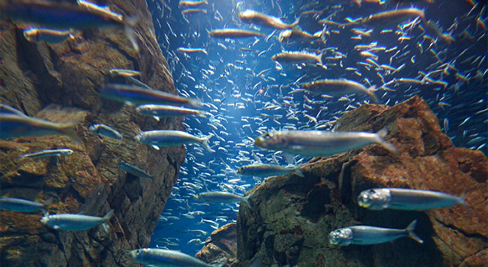 海遊館の魚たち キャステル Castel ディズニー情報 海遊館の魚たち キャステル Castel ディズニー情報