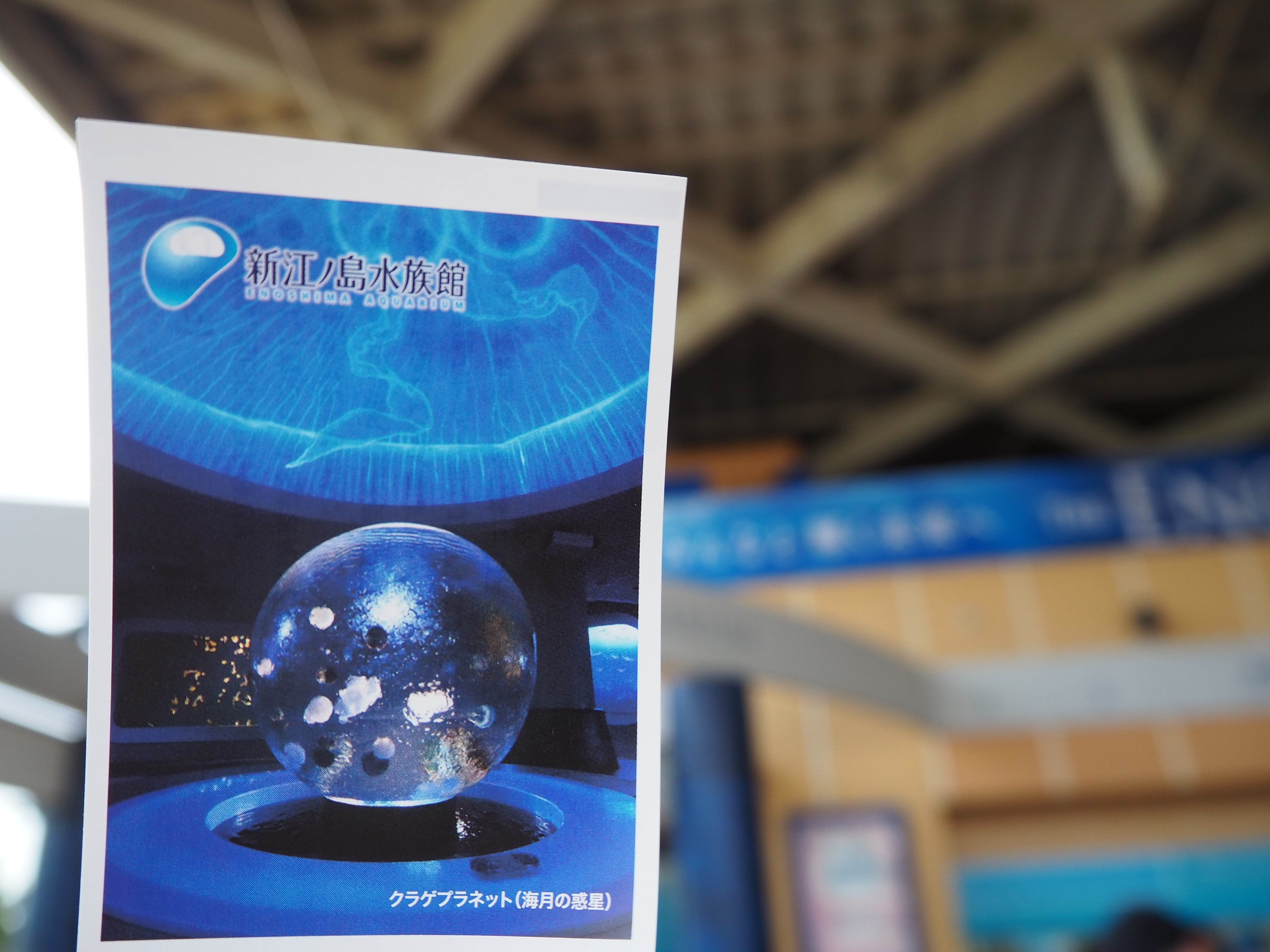 21 新江ノ島水族館チケット割引方法17選 お得にえのすいを楽しもう
