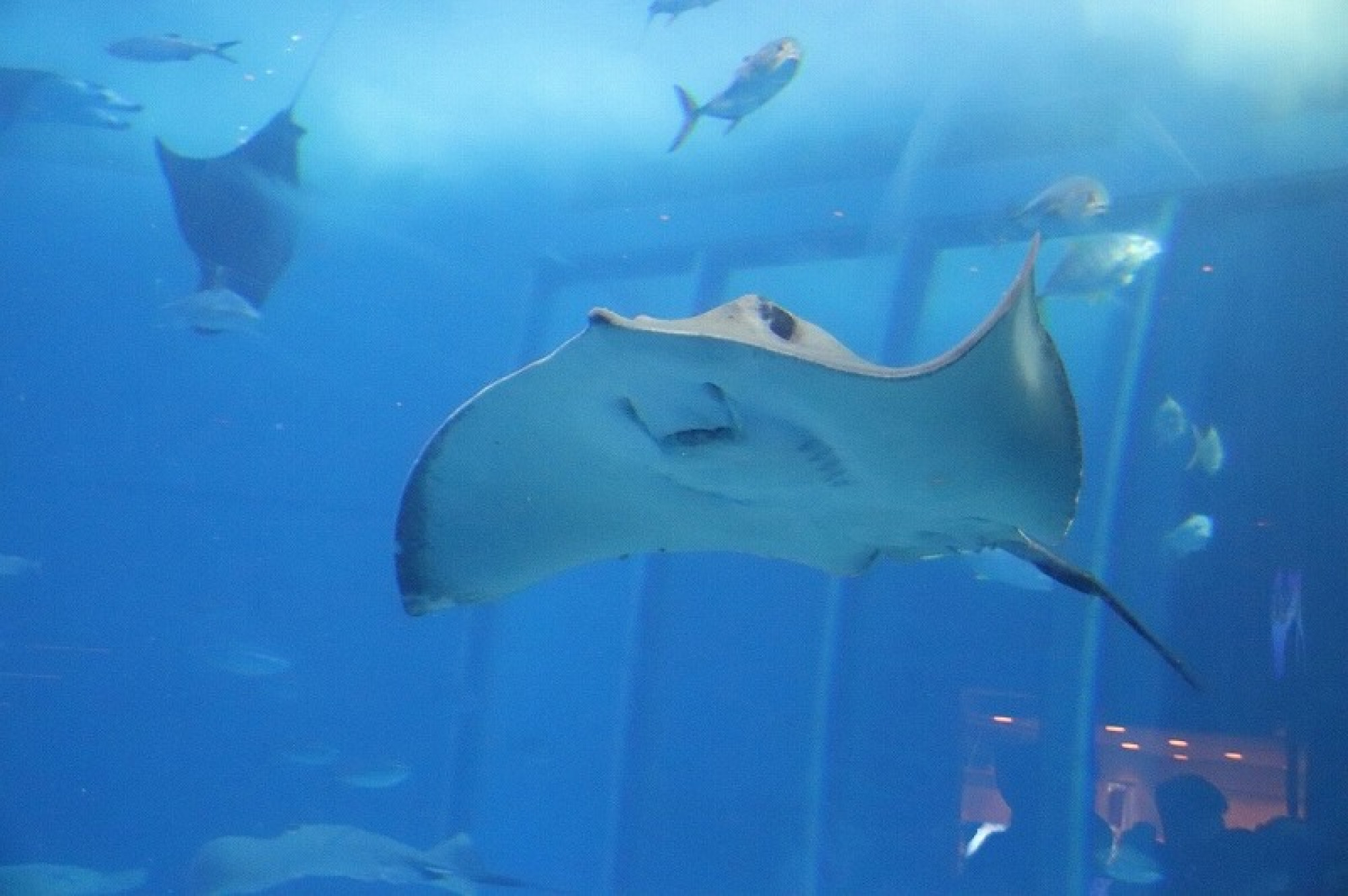 美ら海水族館のマンタ キャステル Castel ディズニー情報