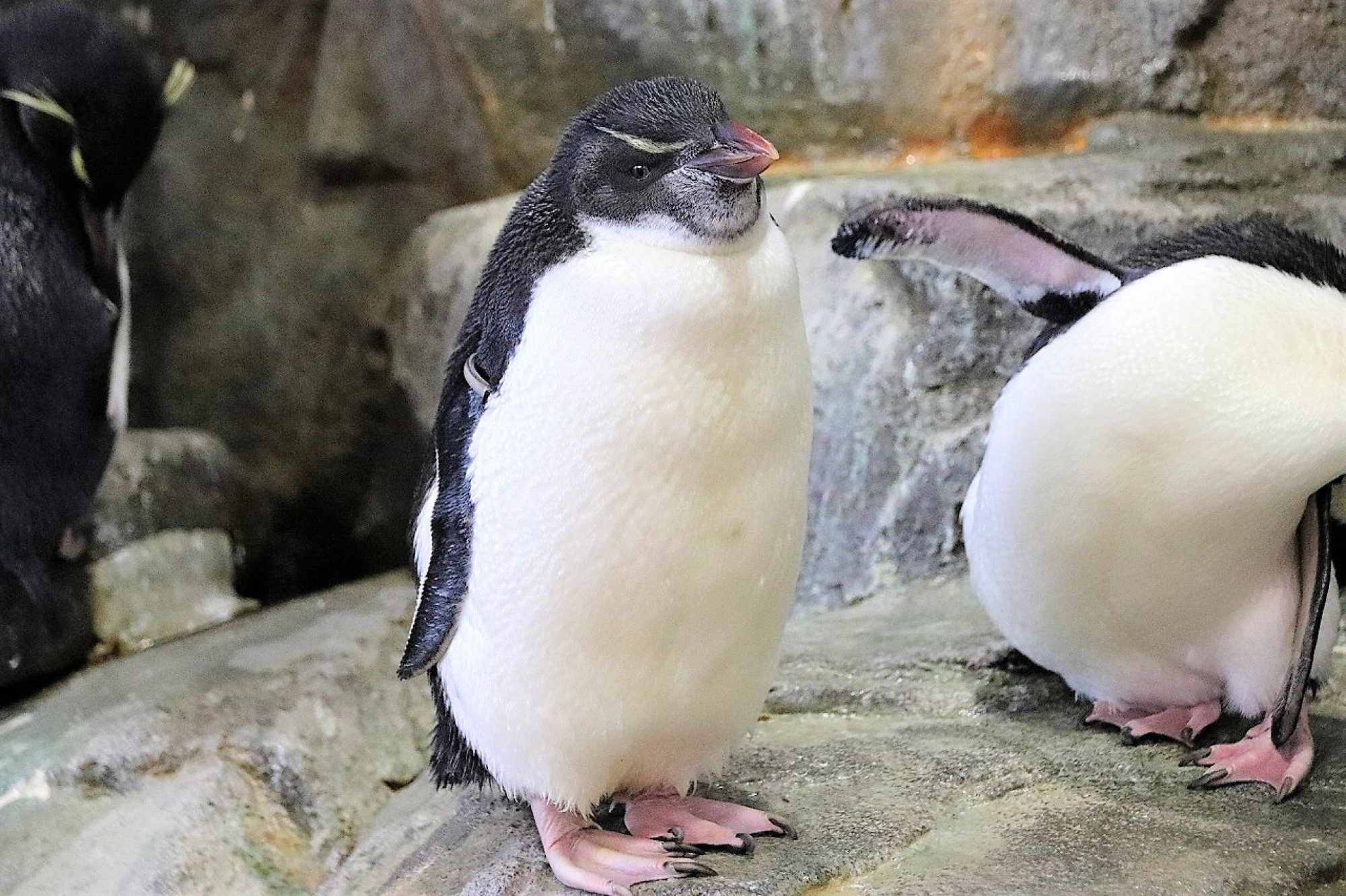 海遊館のペンギン キャステル Castel ディズニー情報