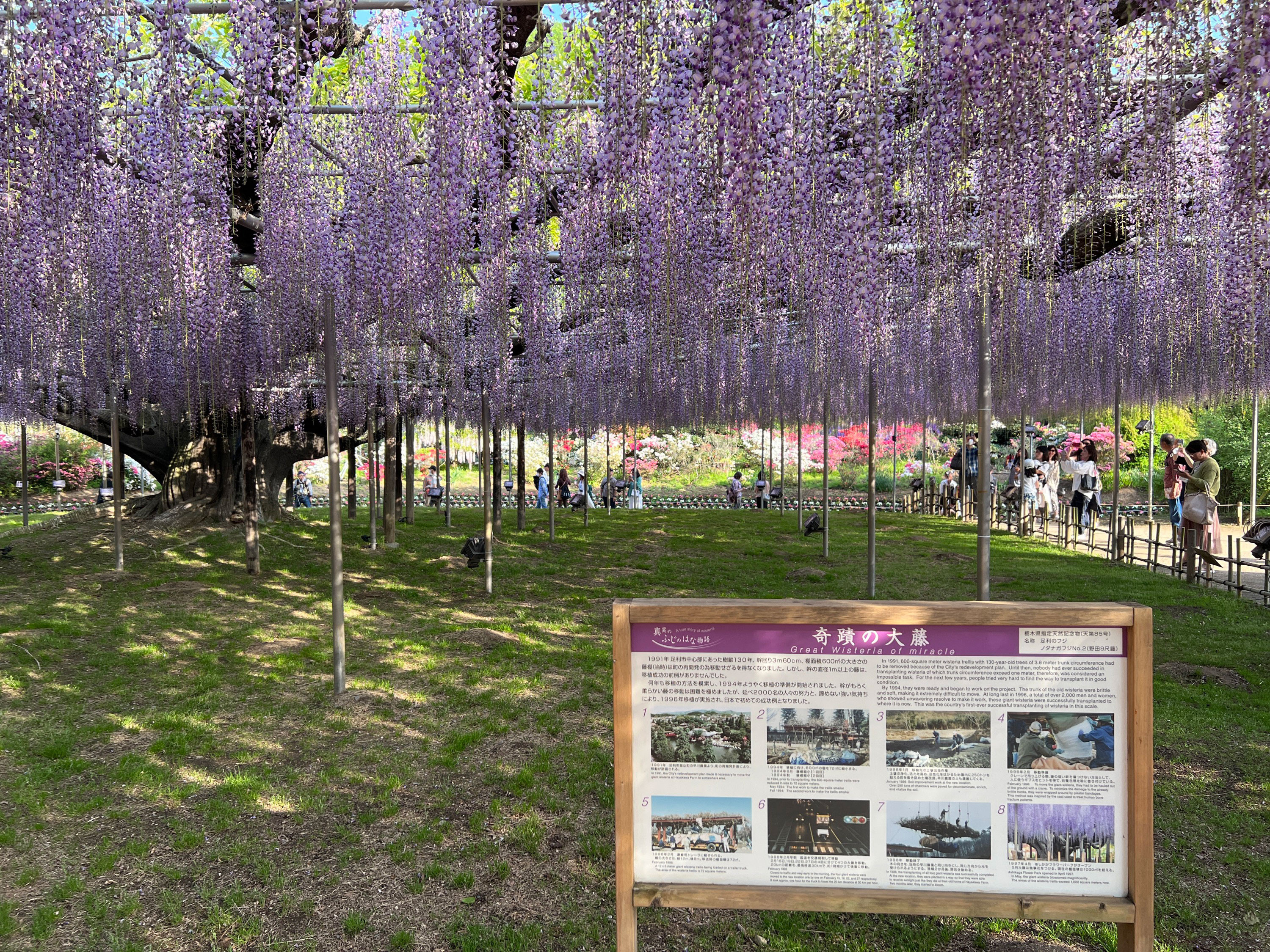 21 栃木県あしかがフラワーパーク割引情報 安くお得に入園する方法 クーポンをご紹介