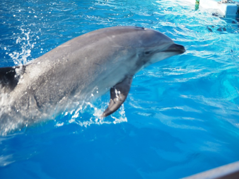 19 名古屋港水族館の割引情報 チケット割引 年間パスポートの特典割引 宿泊セット割引