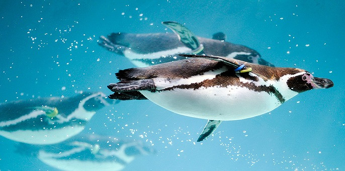 葛西臨海水族園のペンギン達 キャステル Castel ディズニー情報