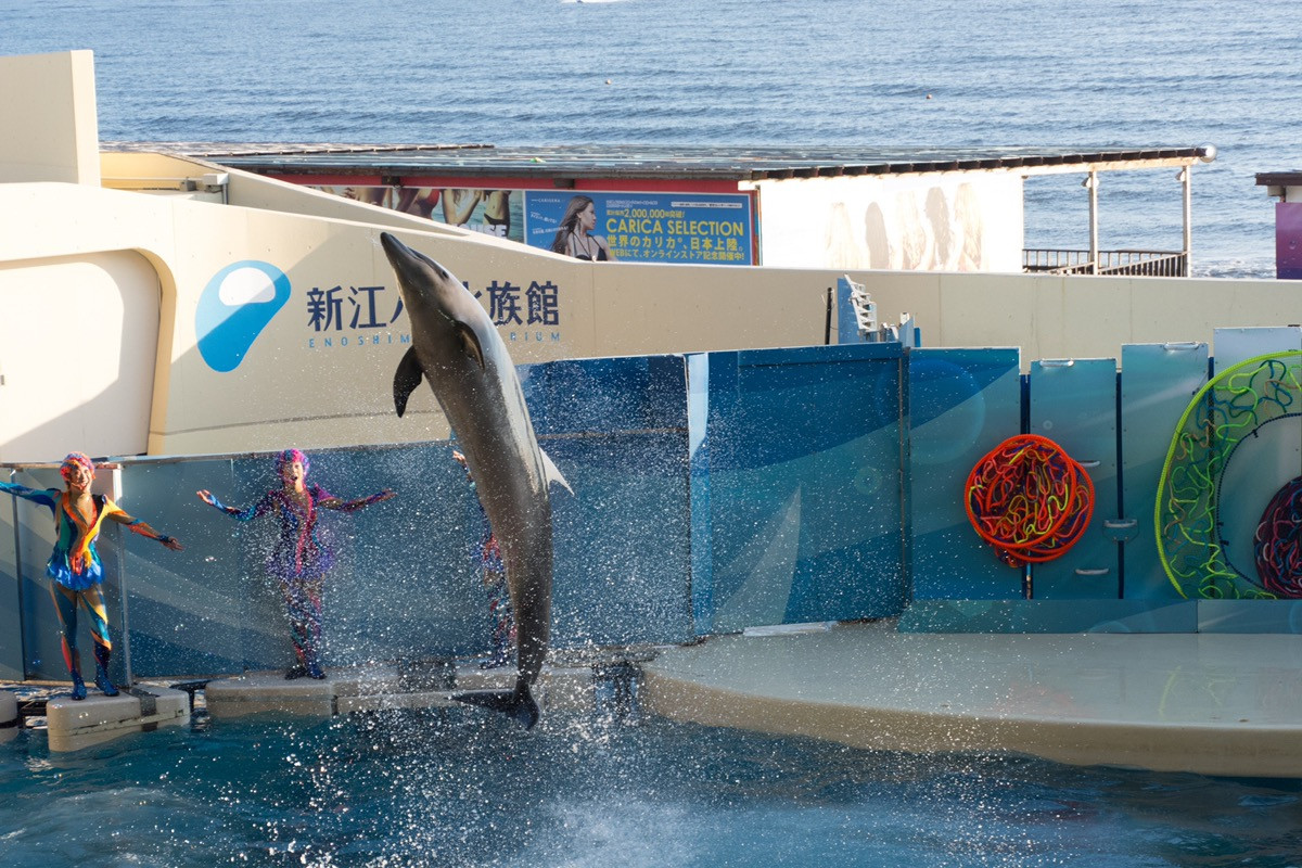 江ノ島水族館 えのすい駐車場ガイド 主要な周辺駐車場の料金 混雑 注意点 アクセスまとめ