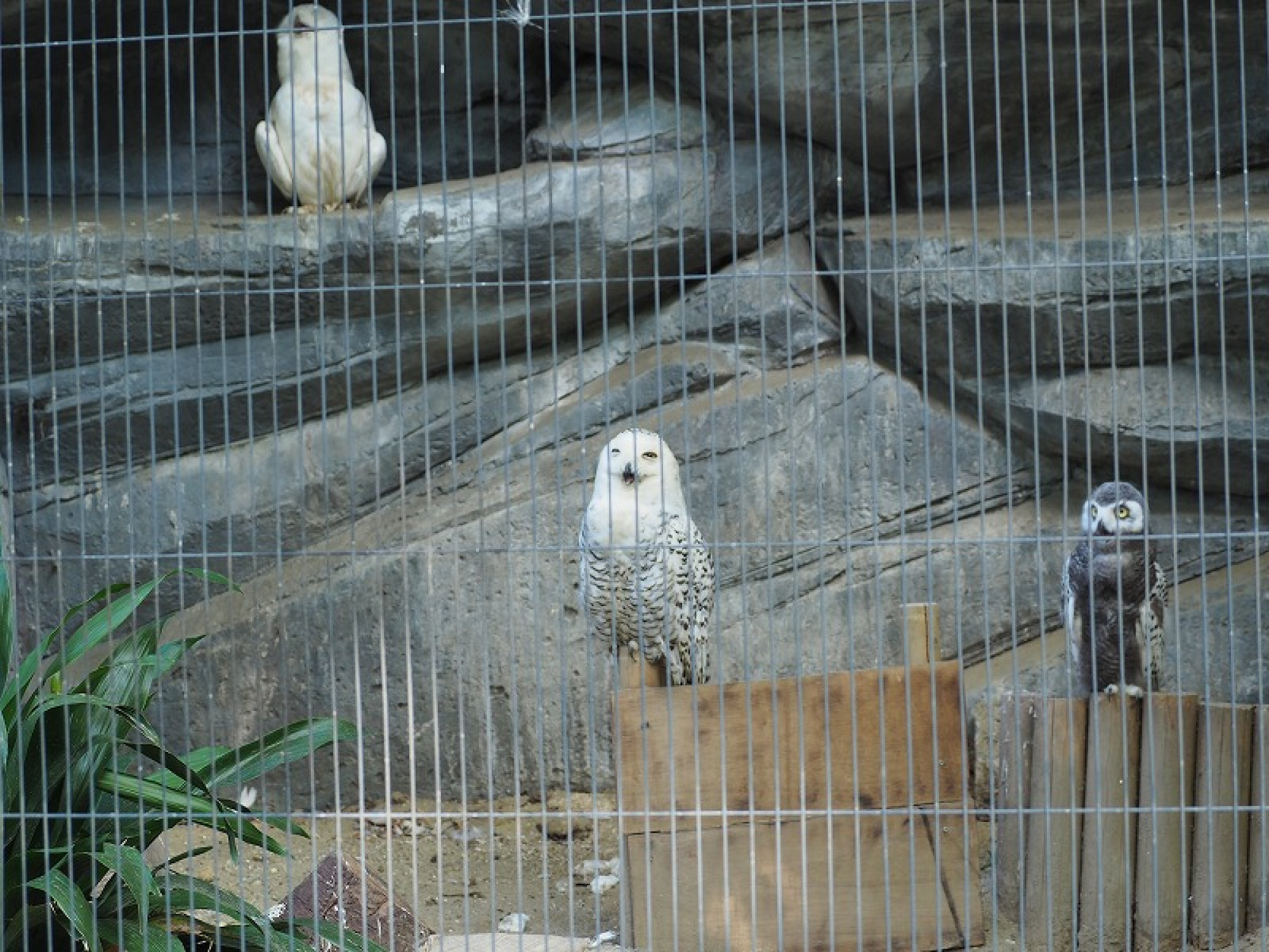 上野動物園には鳥などもたくさんいます キャステル Castel ディズニー情報