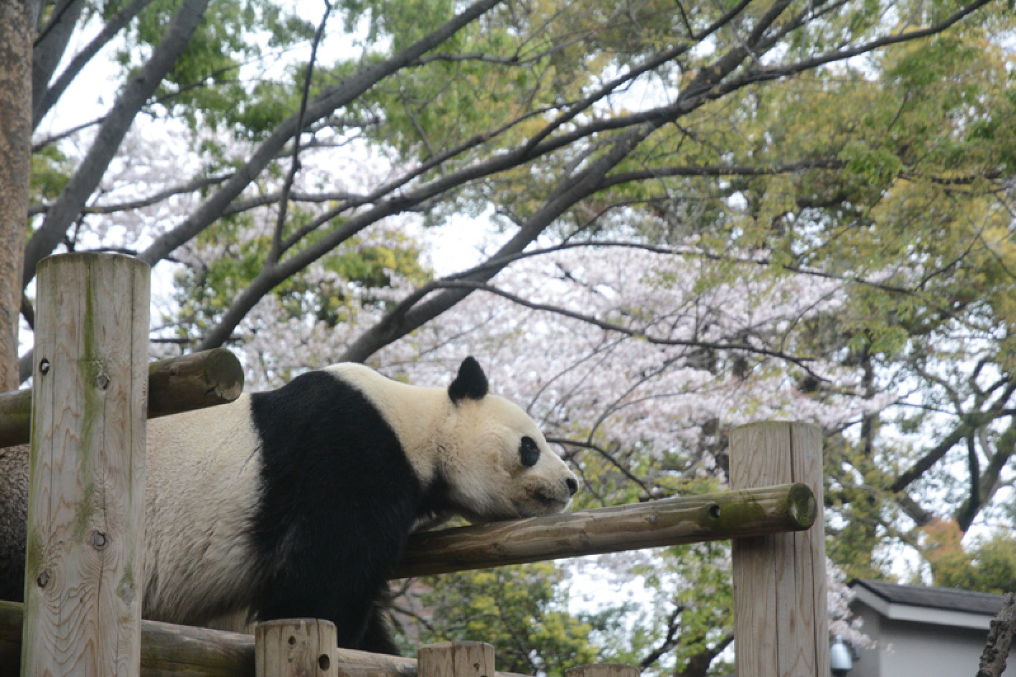 上野動物園の動物達 キャステル Castel ディズニー情報
