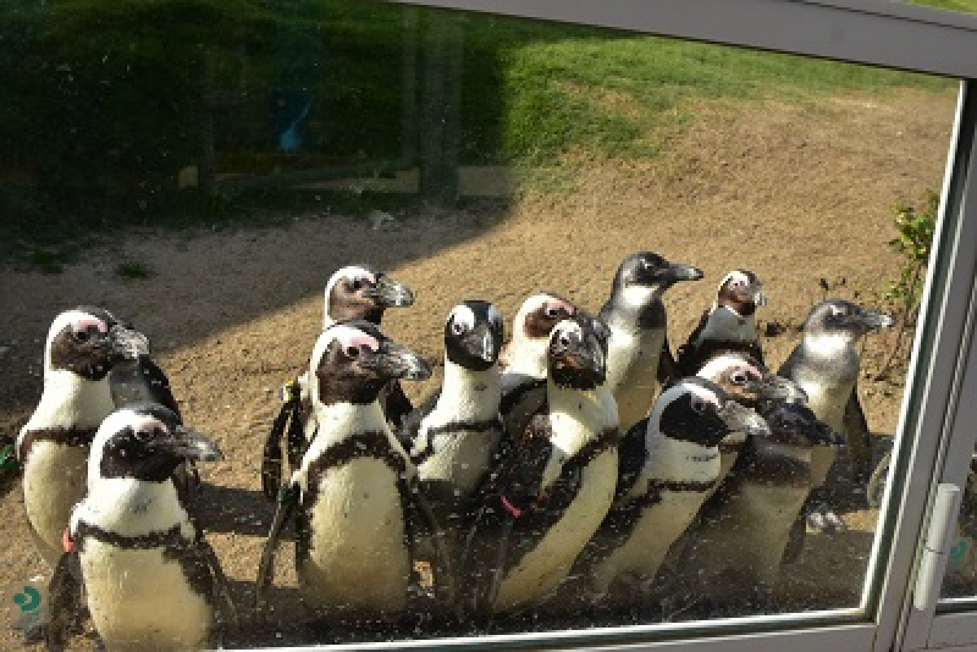 ペンギン キャステル Castel ディズニー情報 ペンギン キャステル Castel ディズニー情報