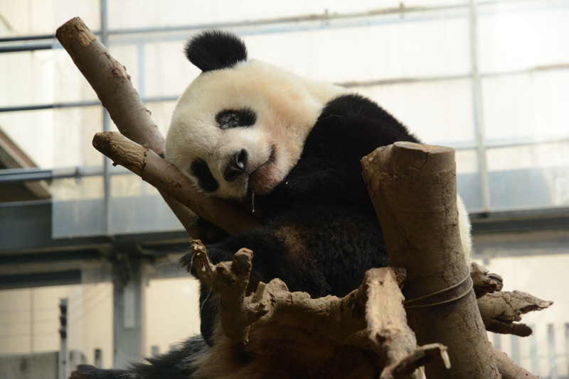 上野動物園 おすすめ駐車場10選 安くて近い駐車場を入場門別に紹介 注意点や料金比較も