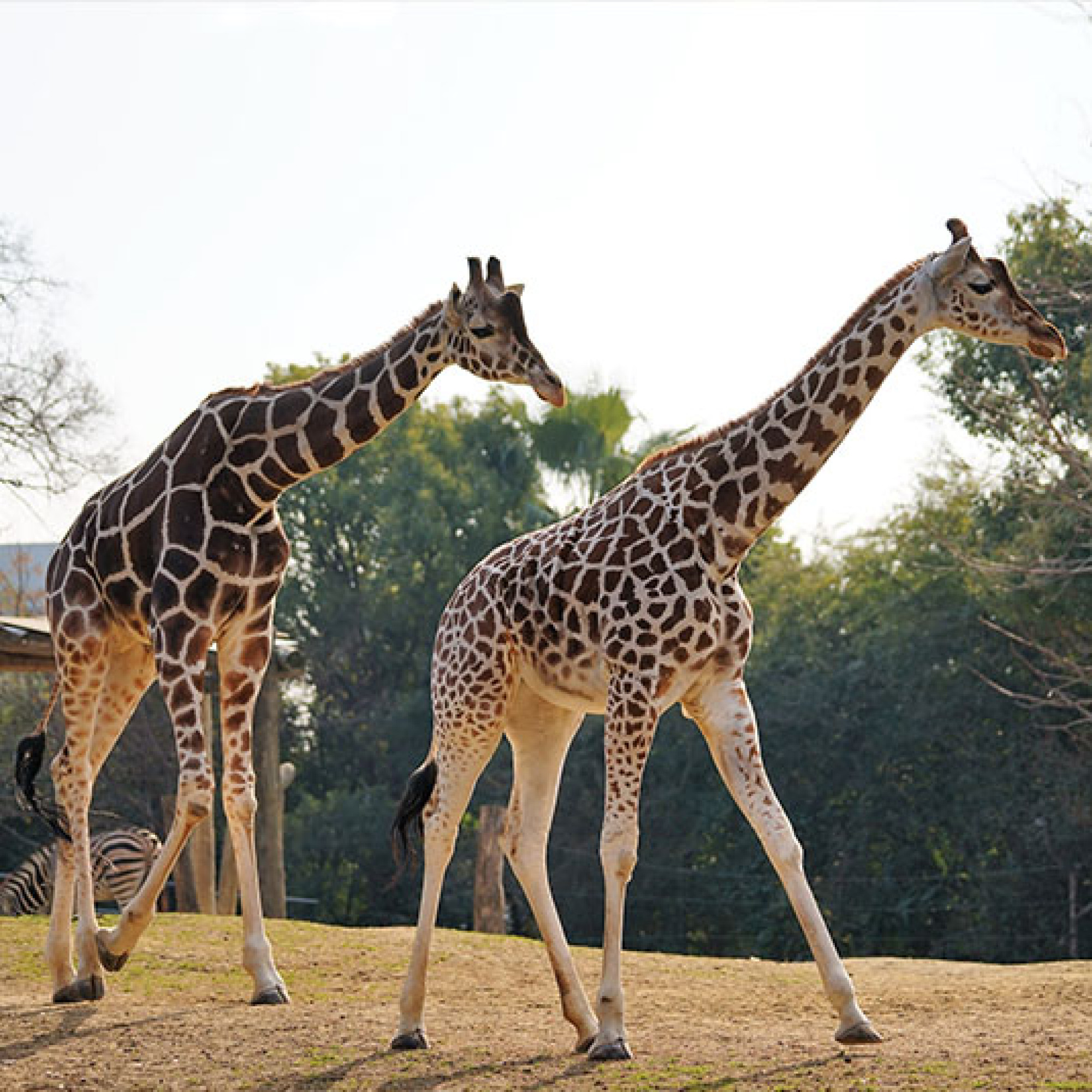 天王寺動物園 営業時間 休園日 キャステル Castel ディズニー情報