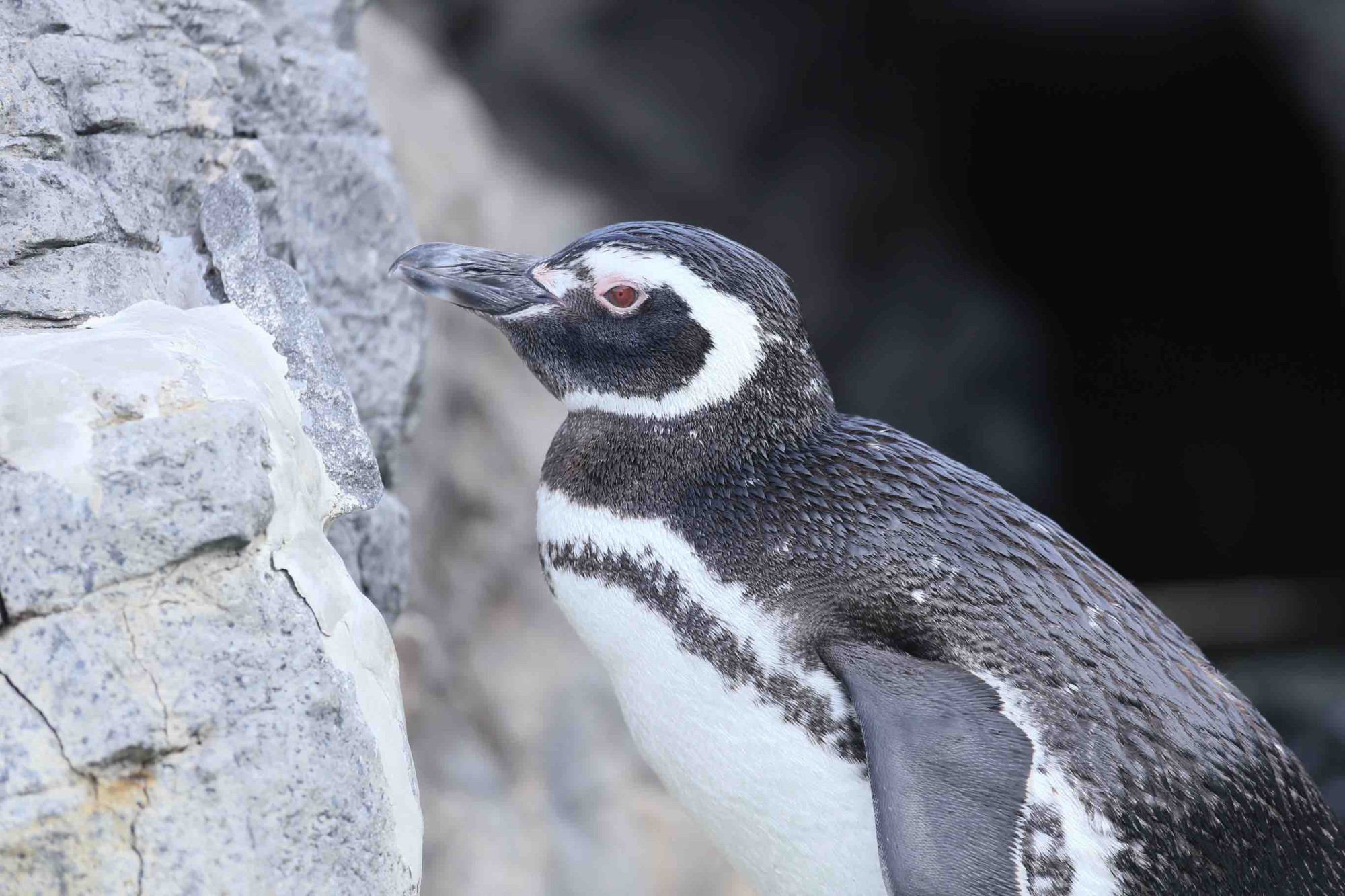 うみたまごのペンギン キャステル Castel ディズニー情報