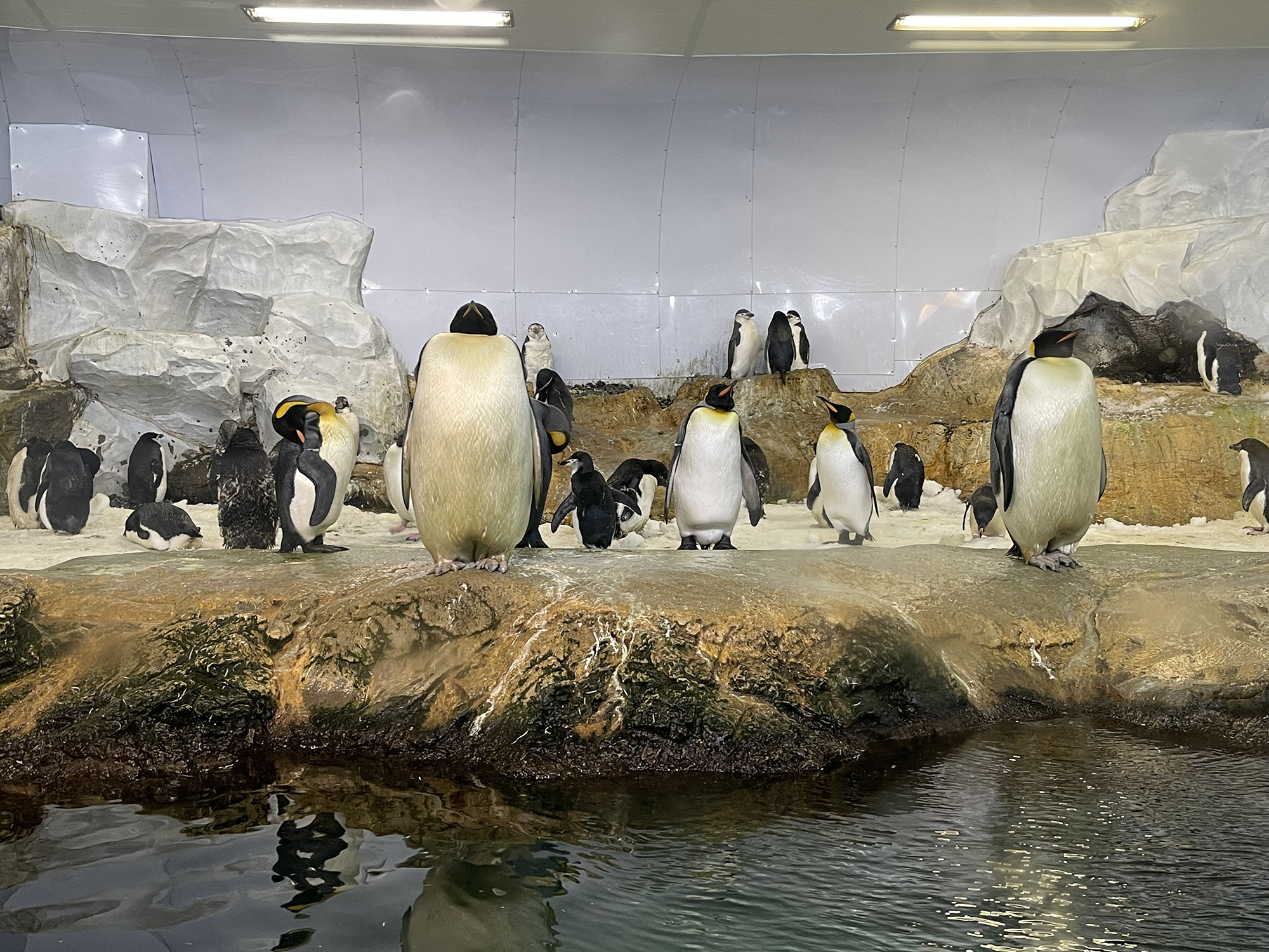 アドベンチャーワールドのペンギンを解説 全8種類の種類 人気のイベント お土産情報も