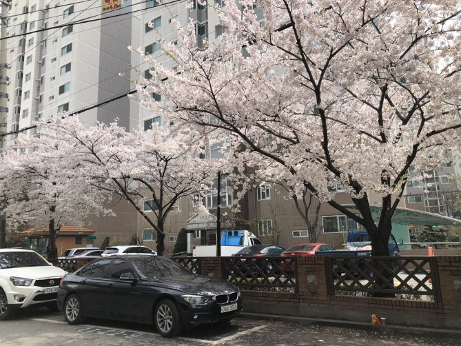 韓国 4月の気温とおすすめの服装まとめ 春におすすめの観光スポットや 旅行の注意点も
