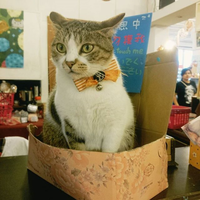 三猫小舗の看板猫