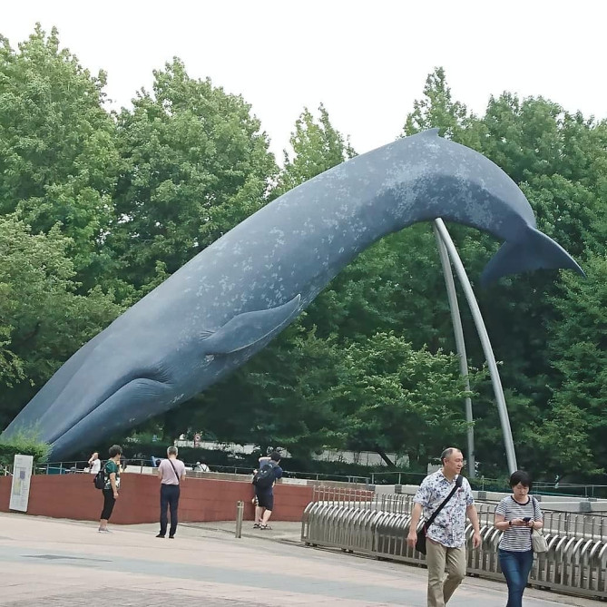 シロナガスクジラ実物大模型