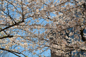 【日比谷公園ガイド】都会の人気公園！公園内の施設や見どころまとめ！営業時間、料金、駐車場情報も