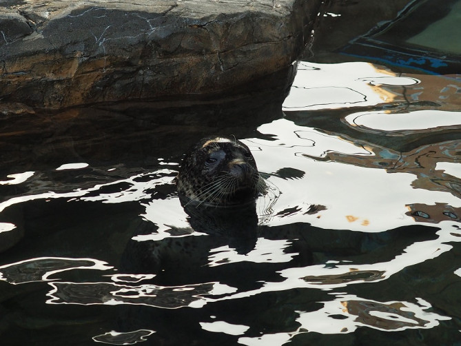しながわ水族館に飼育されているアザラシ