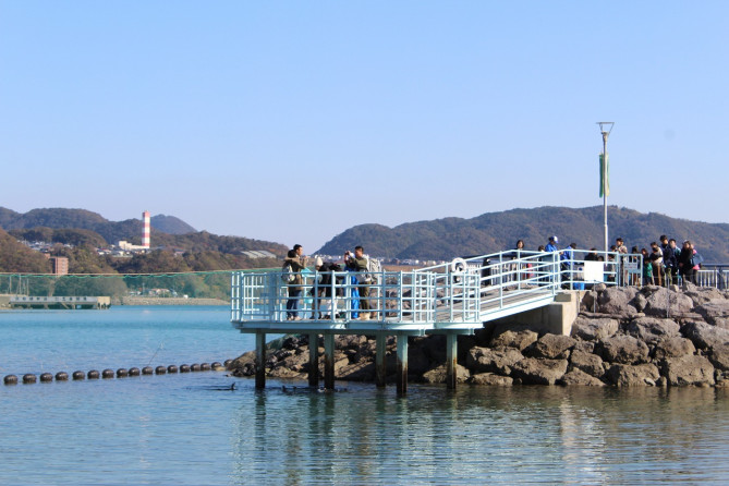 ふれあいペンギンビーチでのエサやりの様子
