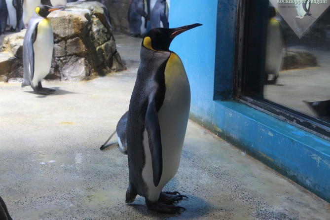 長崎ペンギン水族館のキングペンギン