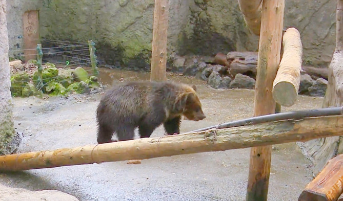 昭和新山熊牧場のヒグマ