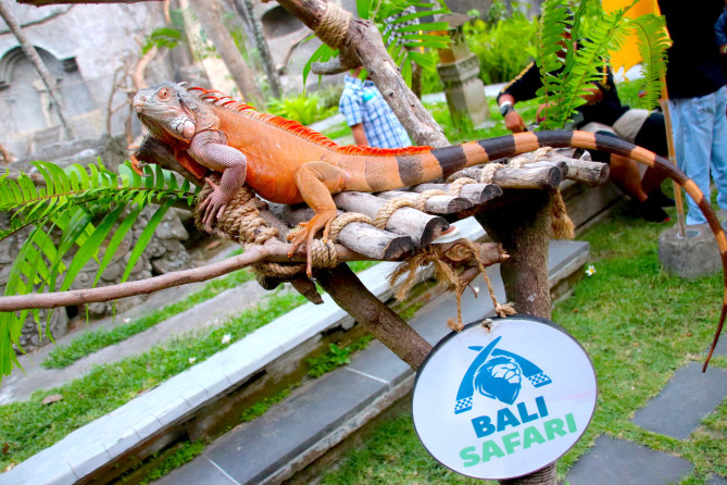 カメレオン？イグアナ？