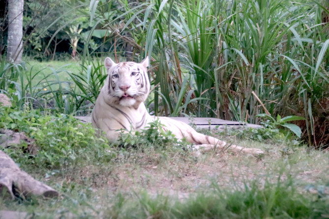 ホワイトタイガー