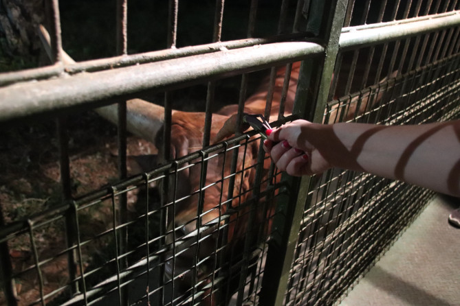 大きなツノを持つ牛